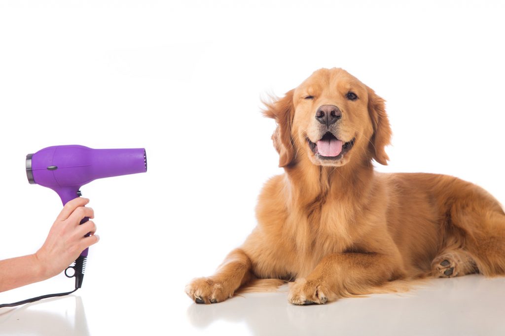 Dog Grooming