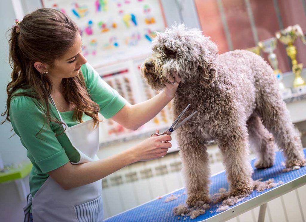 Pet Grooming