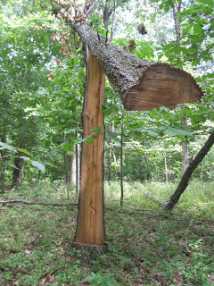 Barber chairing tree