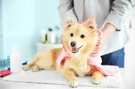 Dog grooming