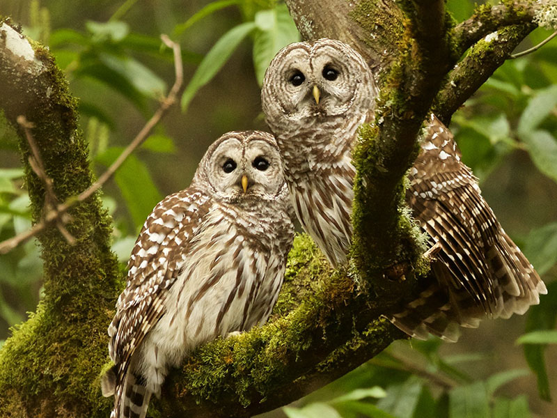 Barred Owls