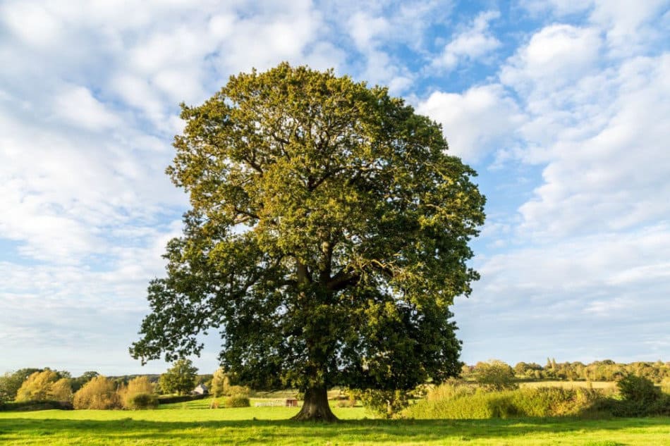 oak trees in pennsylvania
