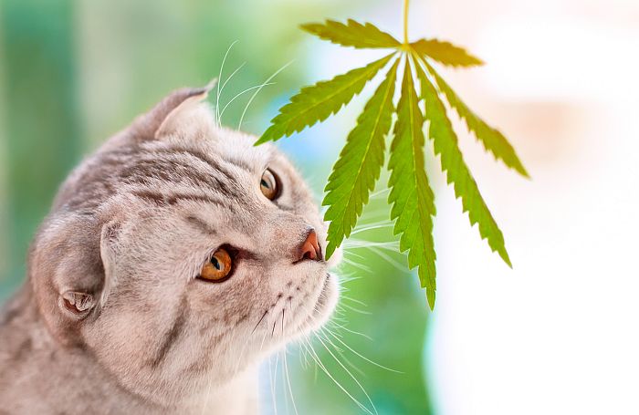 pet CBD
