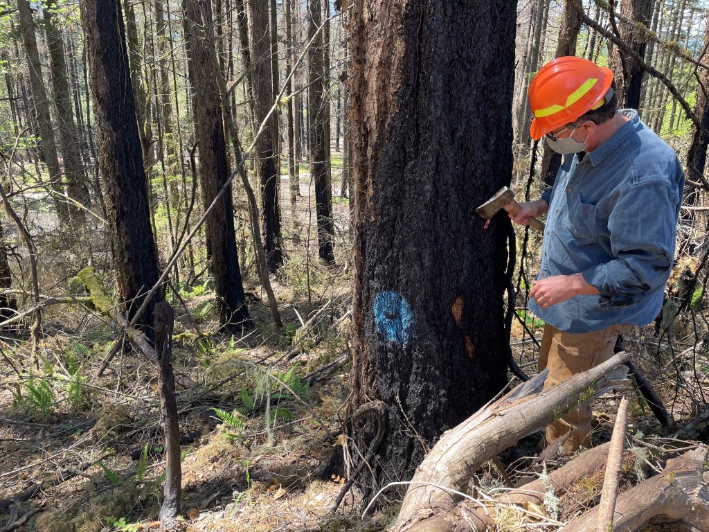 tree service